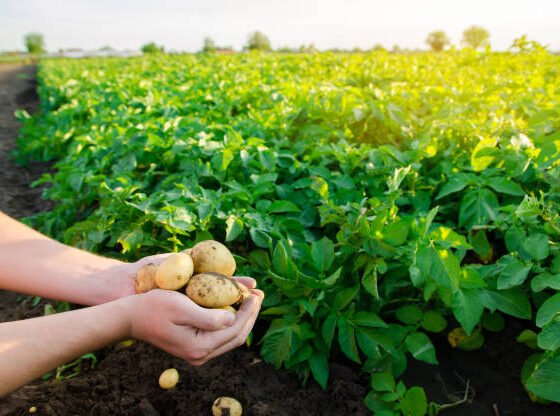 Fresh young potatoes in the hands of a farmer on the background of agricultural potato plantations. Harvesting agriculture crops. Fresh organic vegetables. Farming. Selective focus