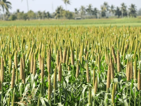 lovely-view-millet-stallks-sorghum