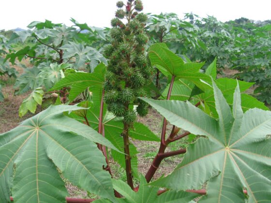 ricinus